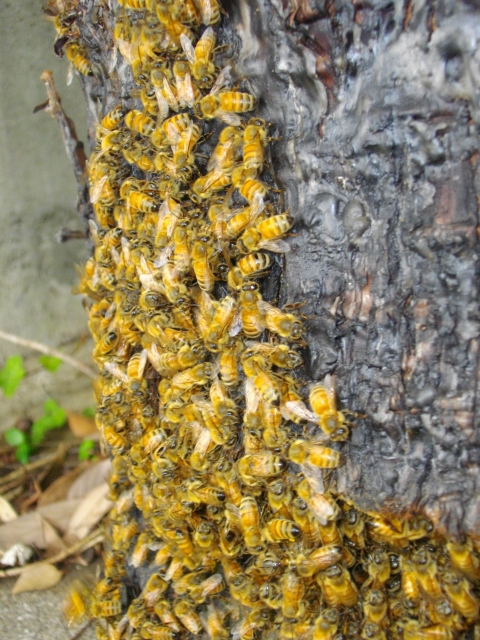 日本蜜蜂の待ち箱に西洋ミツバチ
