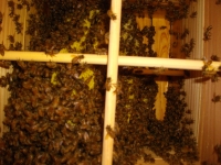 日本蜜蜂の予約販売終了しました。